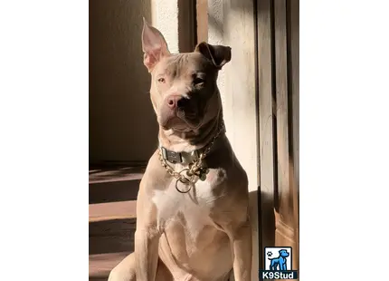 a american pit bull dog sitting on a porch